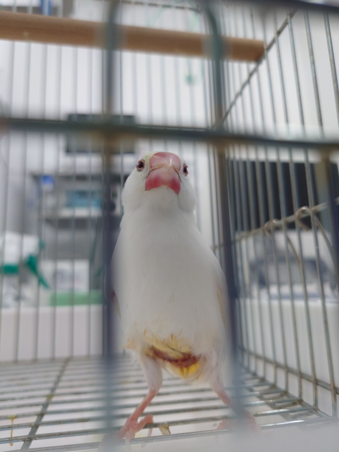 文鳥の卵詰まり
