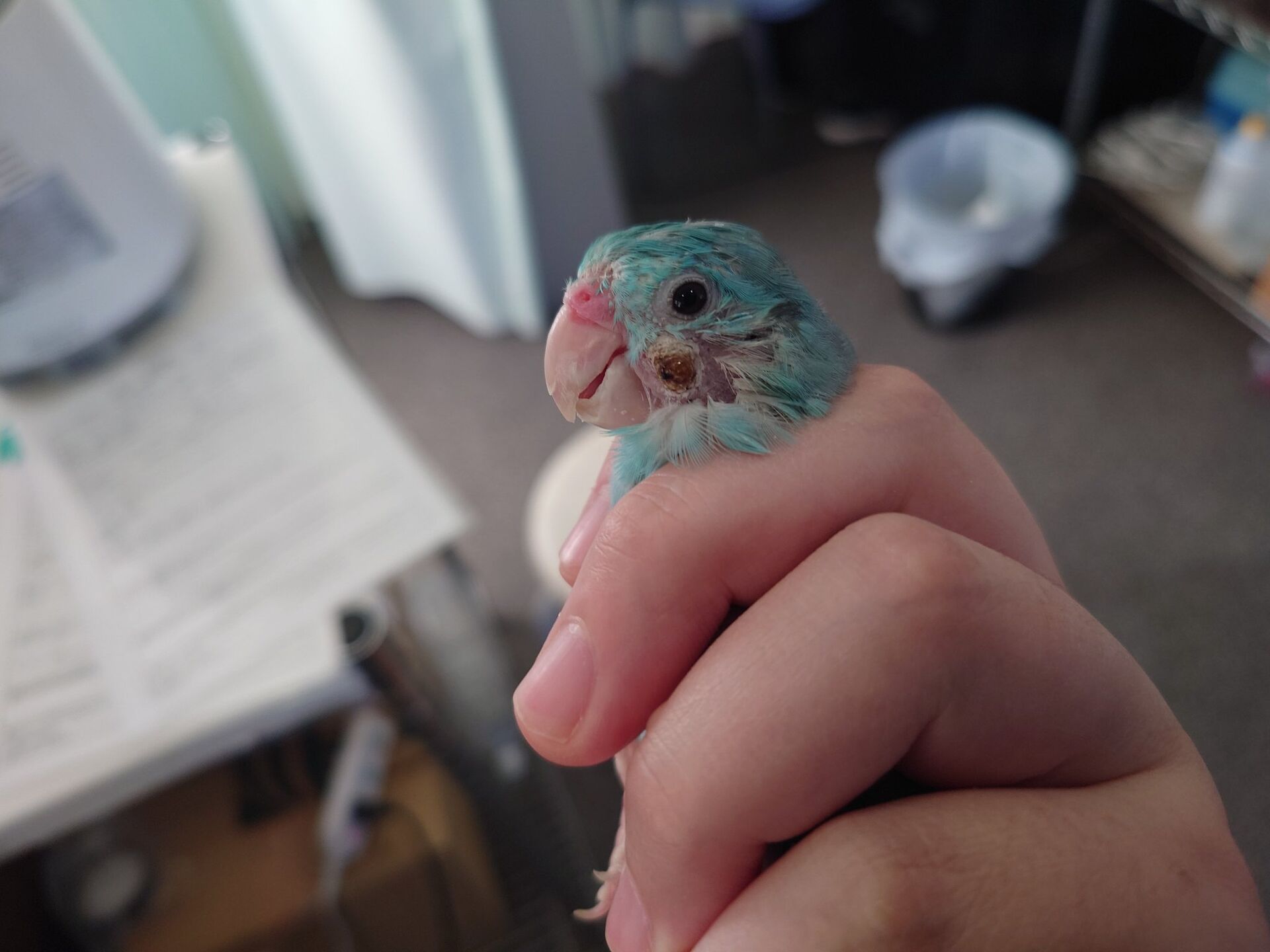 鳥の深在性真菌症